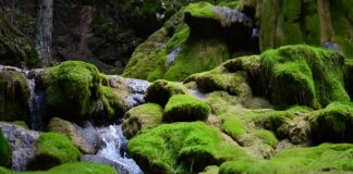 Врело Миљацке – Бисер надомак Пала