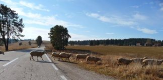 Хан Пијесак има најбољу основу и природну предности за развој сточарства
