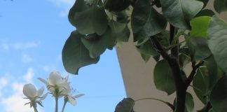 У Рогатици процвјетала крушка виљамовка – ГЛАС РЕГИЈЕ.057