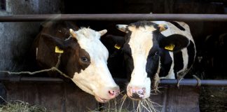 Подршка произвођачима млијека у проширењу сточног фонда – ГЛАС РЕГИЈЕ.057