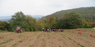 И поред суше, на Борикама све ври од кромпира – ГЛАС РЕГИЈЕ.057