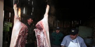 Свињокољ у новембру на Сарајевско-романијској регији – ГЛАС РЕГИЈЕ.057