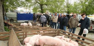 Kako Srbi povećaju cijenu stoke pred praznike, a Bošnjaci smanje cijenu kurbana – GLAS REGIJE.057