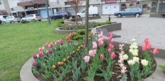 У Рогатици посађено преко 5000 лала – ГЛАС РЕГИЈЕ.057