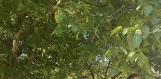 Асфалтирање путног правца Крушевци – Алибеговићи – ГЛАС РЕГИЈЕ.057