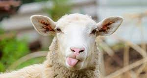 Овце појеле канабис и почеле се чудно понашати – ГЛАС РЕГИЈЕ.057