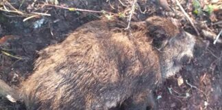 Афричка куга и међу дивљим свињама – ГЛАС РЕГИЈЕ.057