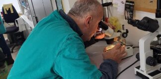 Trihinela na Palama – 057.GR