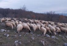 Opština Sokolac pomaže uzgajivače ovaca i koza da prebrode jednu od najtežih godina – 057. GR